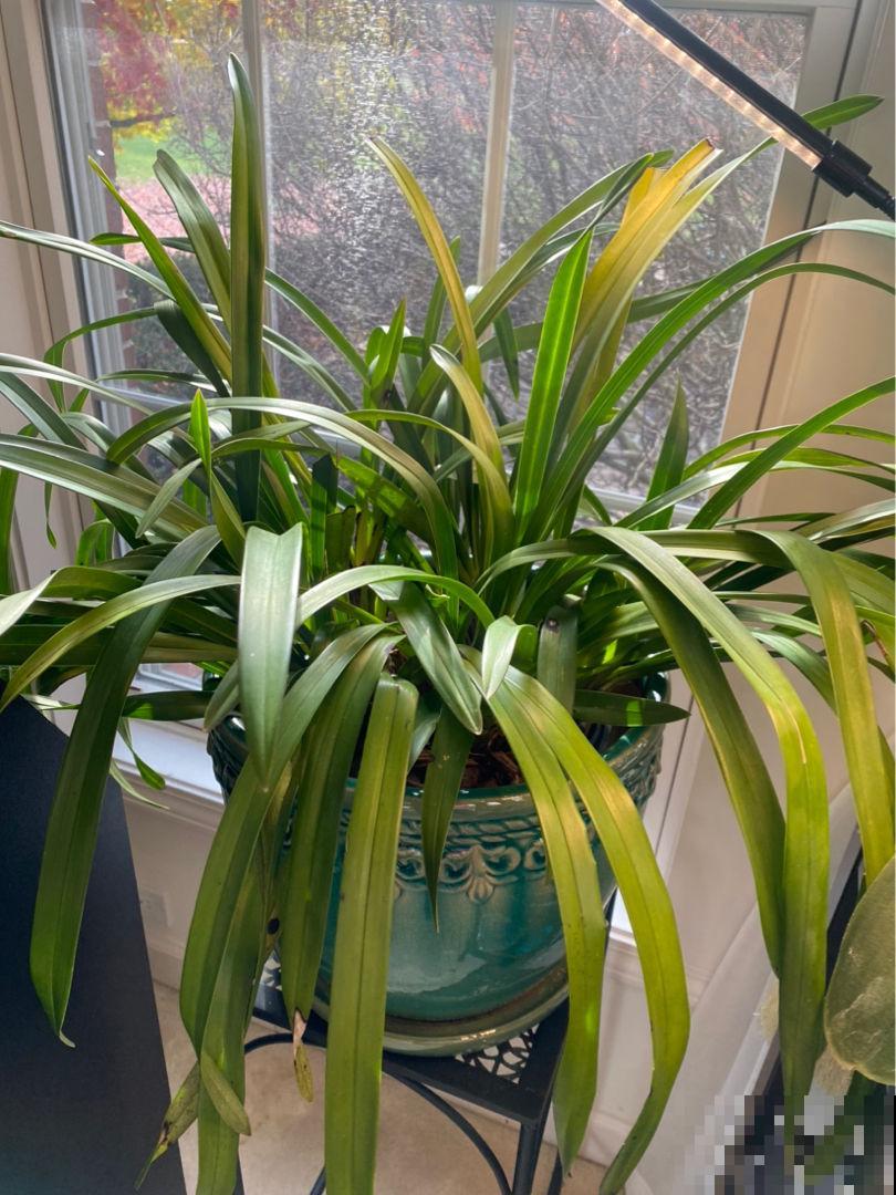 天干物燥，冬天室内多喷水，不然花干成柴火