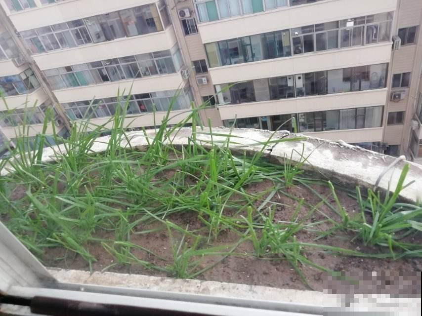 4种蔬菜种家里，足不出户也能养活一家，冬天管够