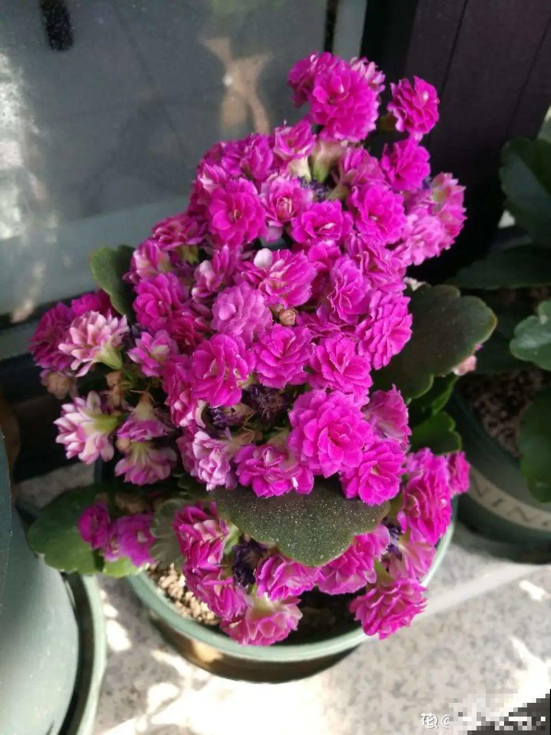 年宵花提前开败,扫兴还“不吉利”,学1招,才能延长花期! 年宵花提前开败,扫兴还“不吉利”,学1招,才能延长花期!