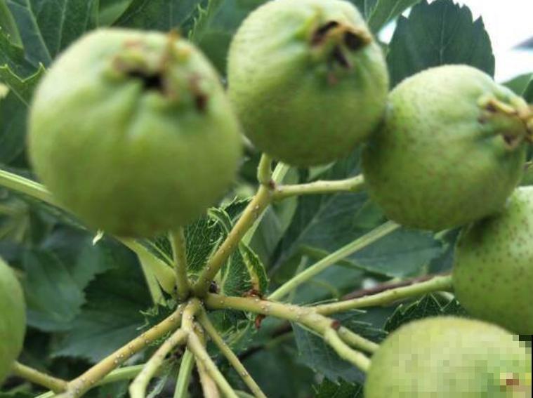 1种“守家树”，枝头结满果子，红红火火有好兆头