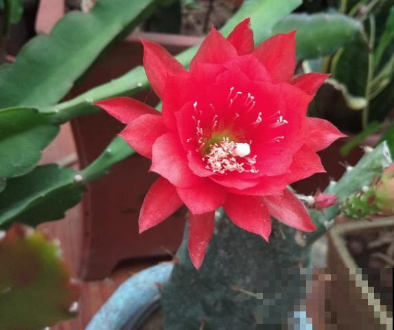 令箭荷花扦插,记住这5点,生根快 令箭荷花扦插,记住这5点,生根快