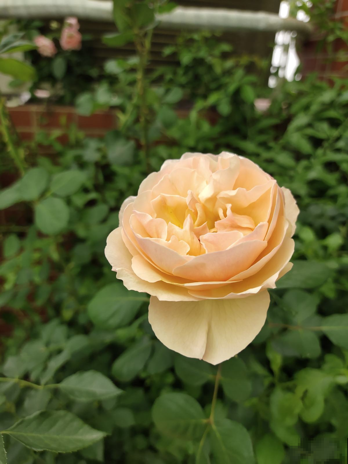 月季新芽呼呼冒,土边埋层鱼肥肠,花一茬接一茬,开不停 月季新芽呼呼冒,土边埋层鱼肥肠,花一茬接一茬,开不停