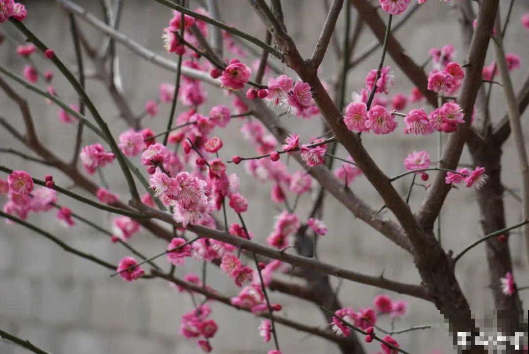 1种花剪几根枝,插水里3天就开花,迎春报喜,花香四溢 1种花剪几根枝,插水里3天就开花,迎春报喜,花香四溢