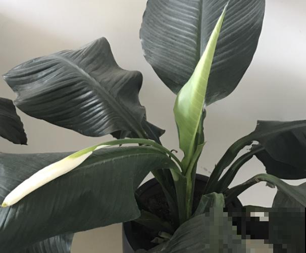 绿巨人叶子发软下垂，不要扔掉，做好这4步很快恢复