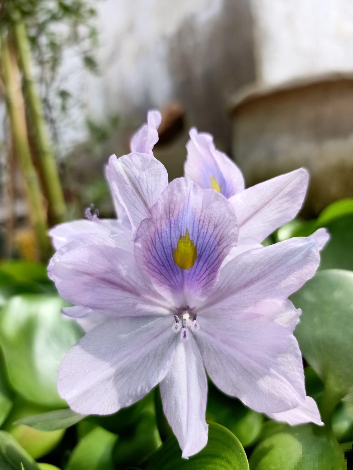 在农村,南方花友将它当杂草,北方花友将它当个宝儿 在农村,南方花友将它当杂草,北方花友将它当个宝儿