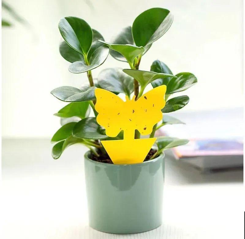 春天请个“护花神”，杀虫效果好，安全放心无污染