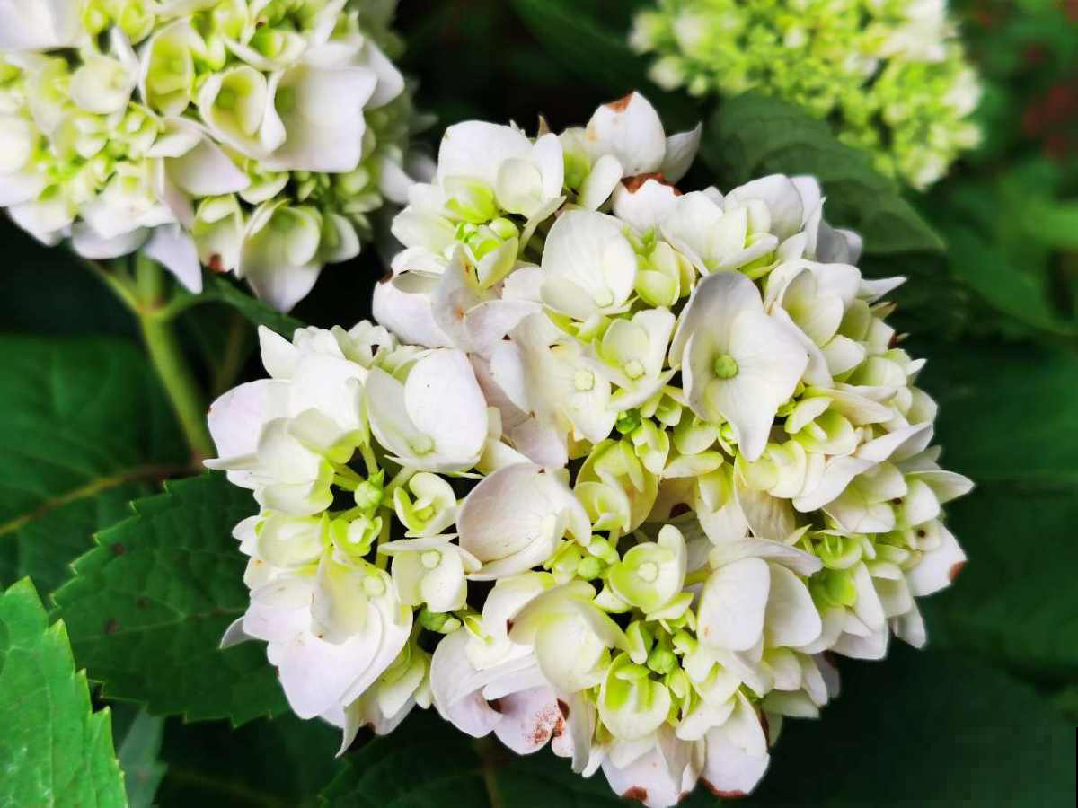 3种花，出了名的“耐阴”，没光照样长得好