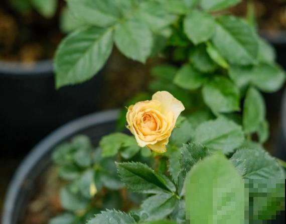 盆栽月季都很难养活，主要是和这4点有关，解决好轻松养殖