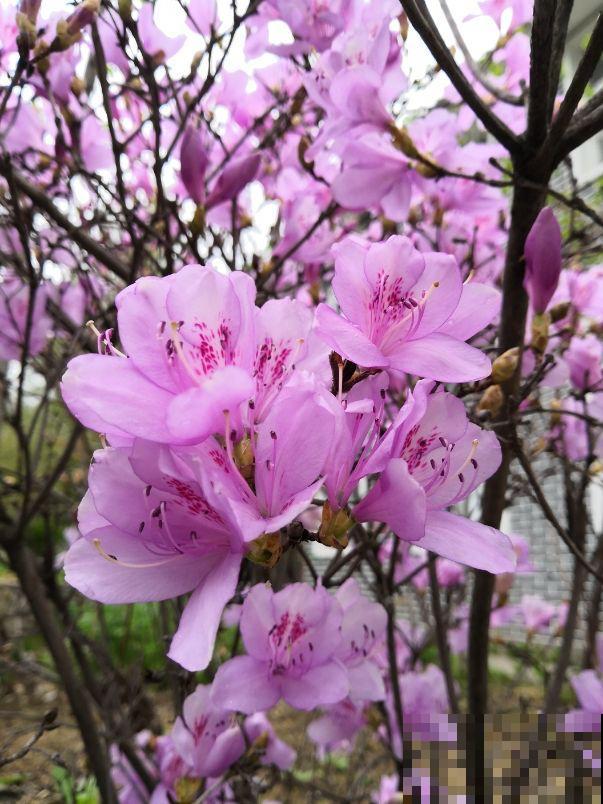 3种花，命里含“富贵”，寿命特别长