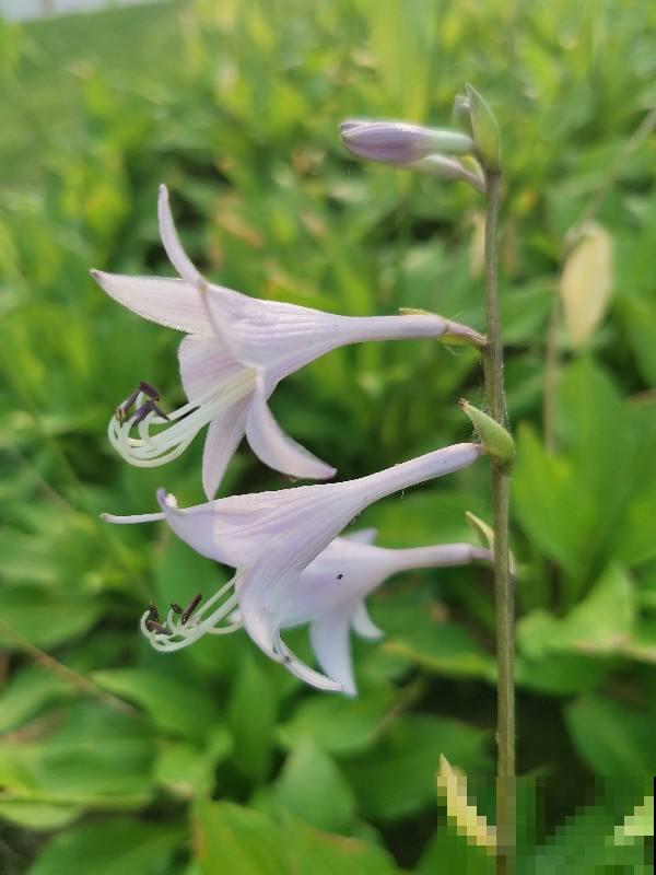4种不怕冷的花,下雪也能赏,家里必养一盆 4种不怕冷的花,下雪也能赏,家里必养一盆