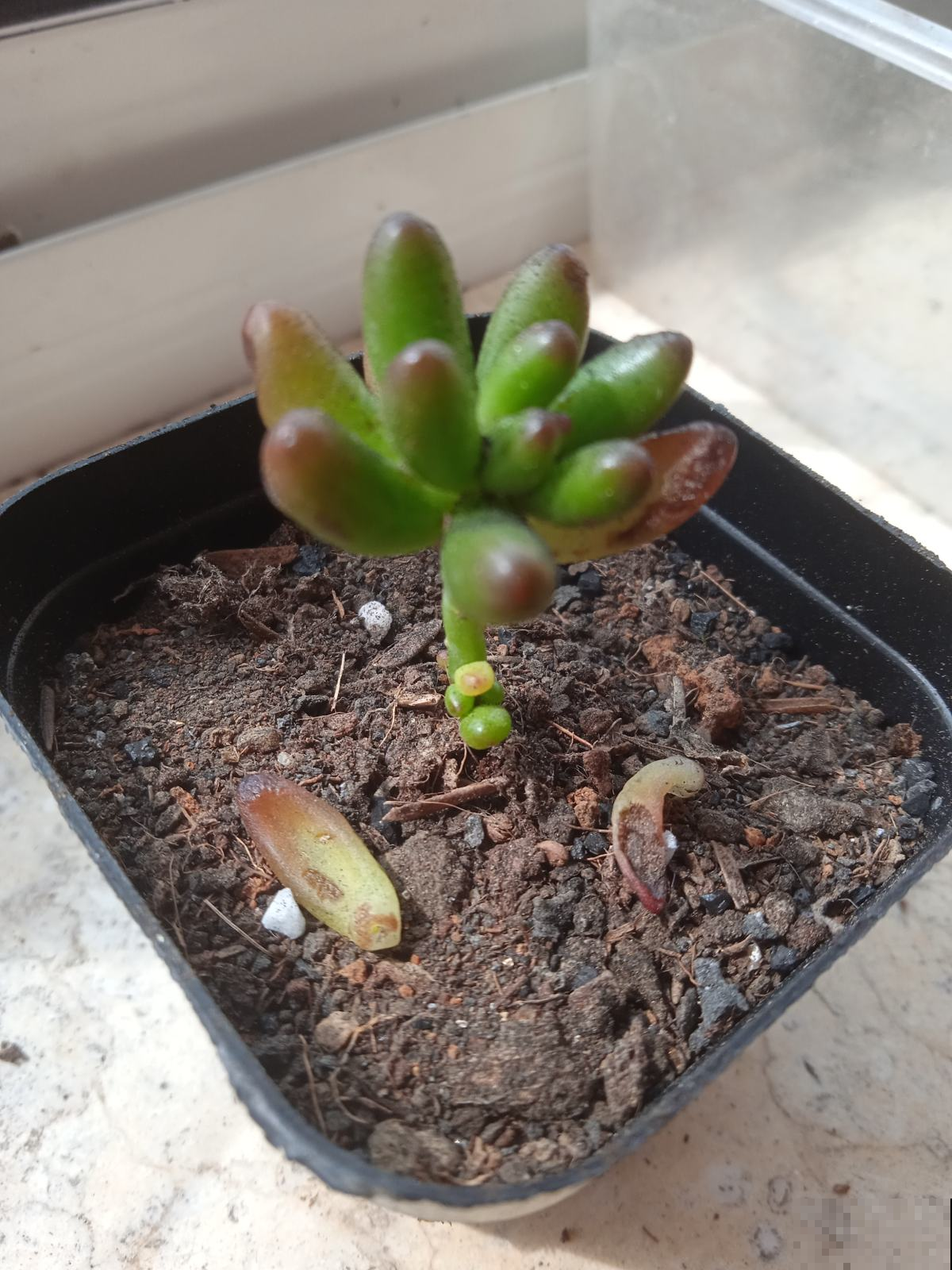 买回家的花,叶子哗哗掉一地,简直成了光杆司令,究竟为啥? 买回家的花,叶子哗哗掉一地,简直成了光杆司令,究竟为啥?