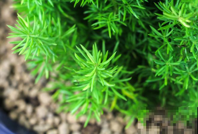 家里养盆天门冬，注意这5点，轻松爆盆