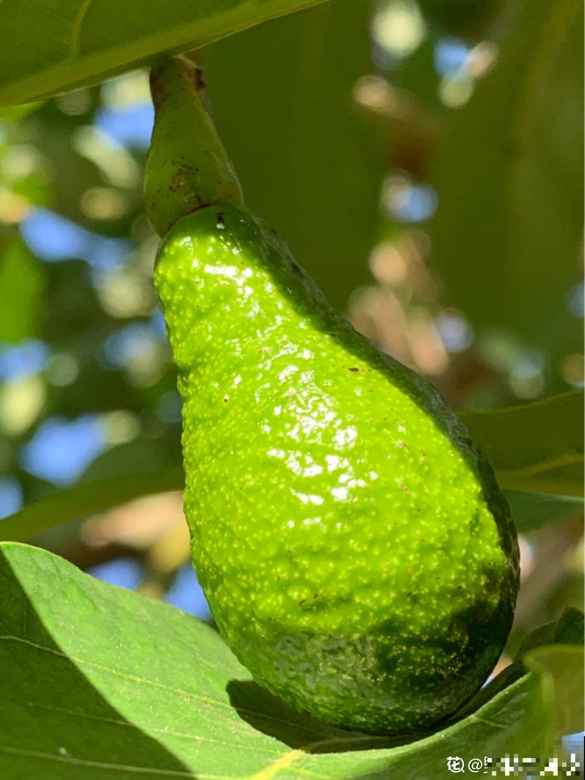 高热量水果，一个堪比白米饭，一定要少吃
