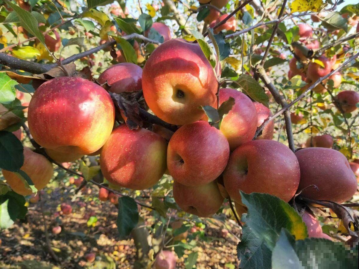 草莓疯狂涨价,却不是应季水果,4种平价水果才“香” 草莓疯狂涨价,却不是应季水果,4种平价水果才“香”