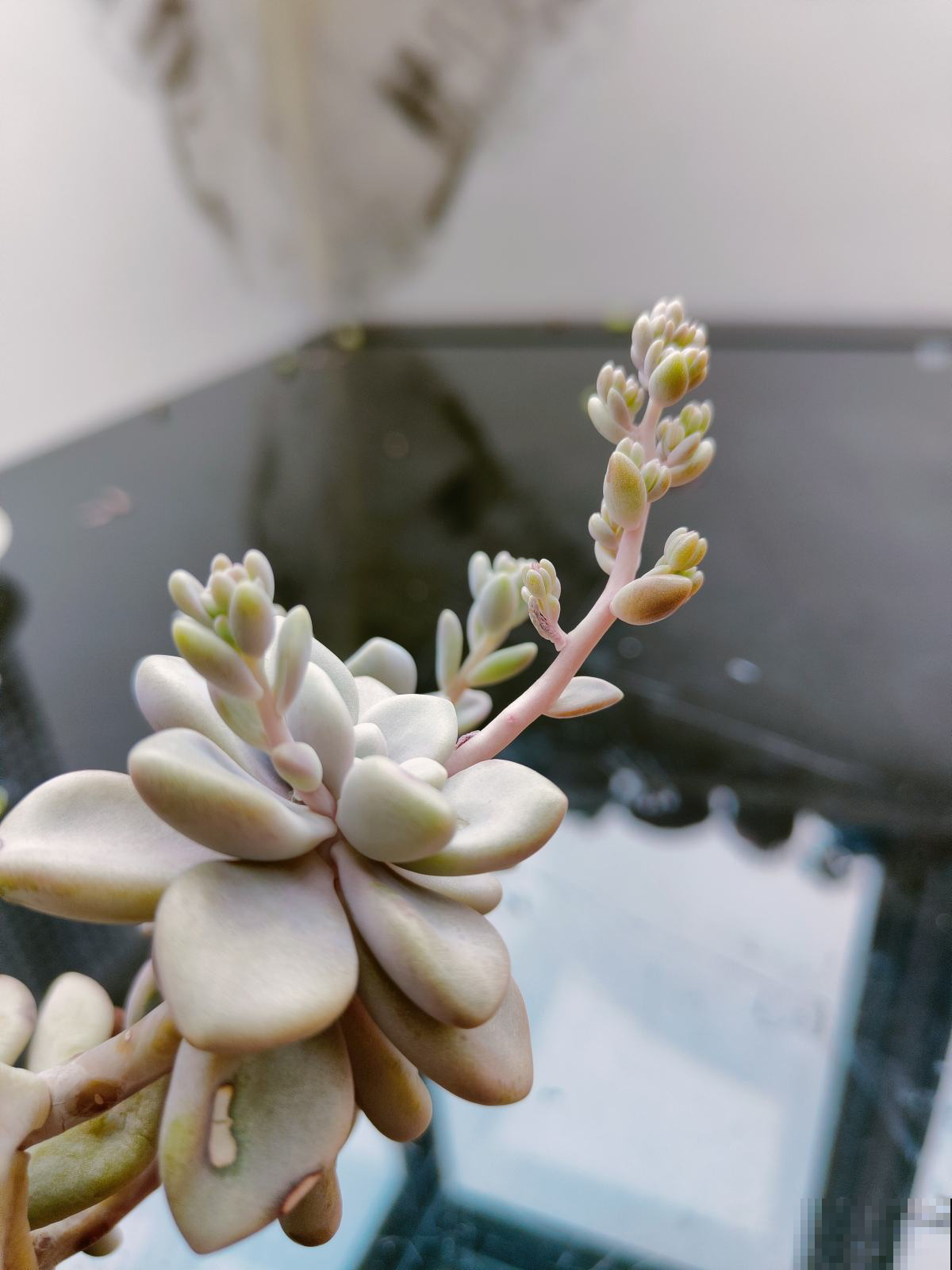 结束休眠的多肉，需要做4件事，马上就能爆盆