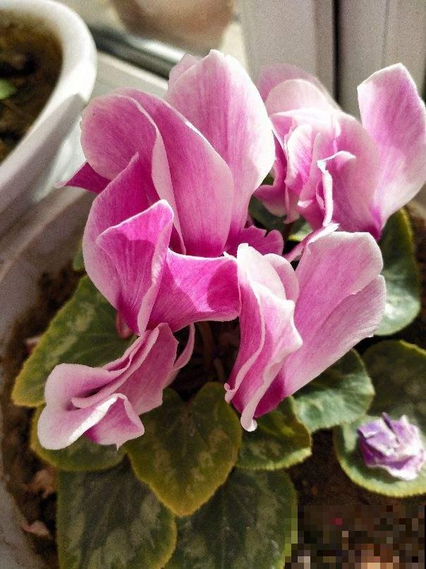 春天谨慎入手的“坑人花”,买一次后悔一年,白花钱还难养 春天谨慎入手的“坑人花”,买一次后悔一年,白花钱还难养