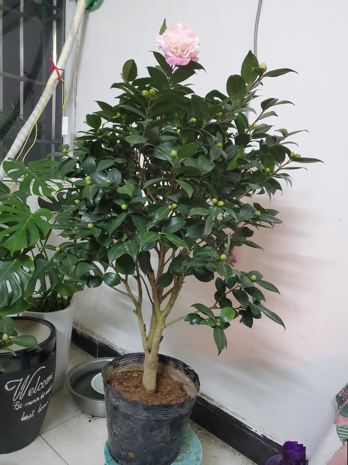 养花最怕3件事，但凡你中招了，说明不适合养花