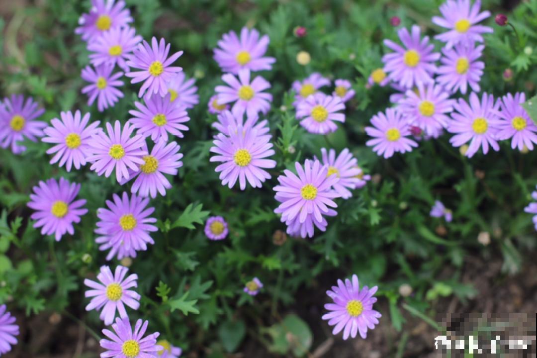 草花中的“小霸王”,耐热耐寒耐阴,开花能开大半年! 草花中的“小霸王”,耐热耐寒耐阴,开花能开大半年!