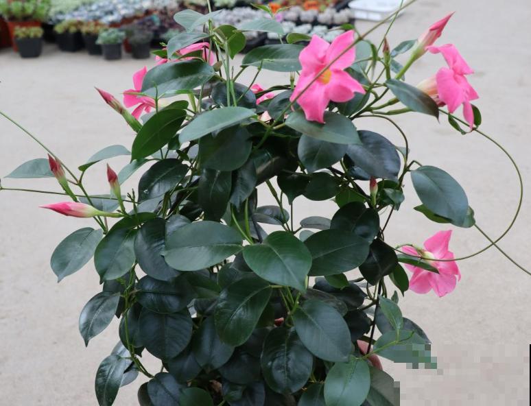 1种花满面爬墙，剪个枝条插土里，呼呼长出绿芽芽