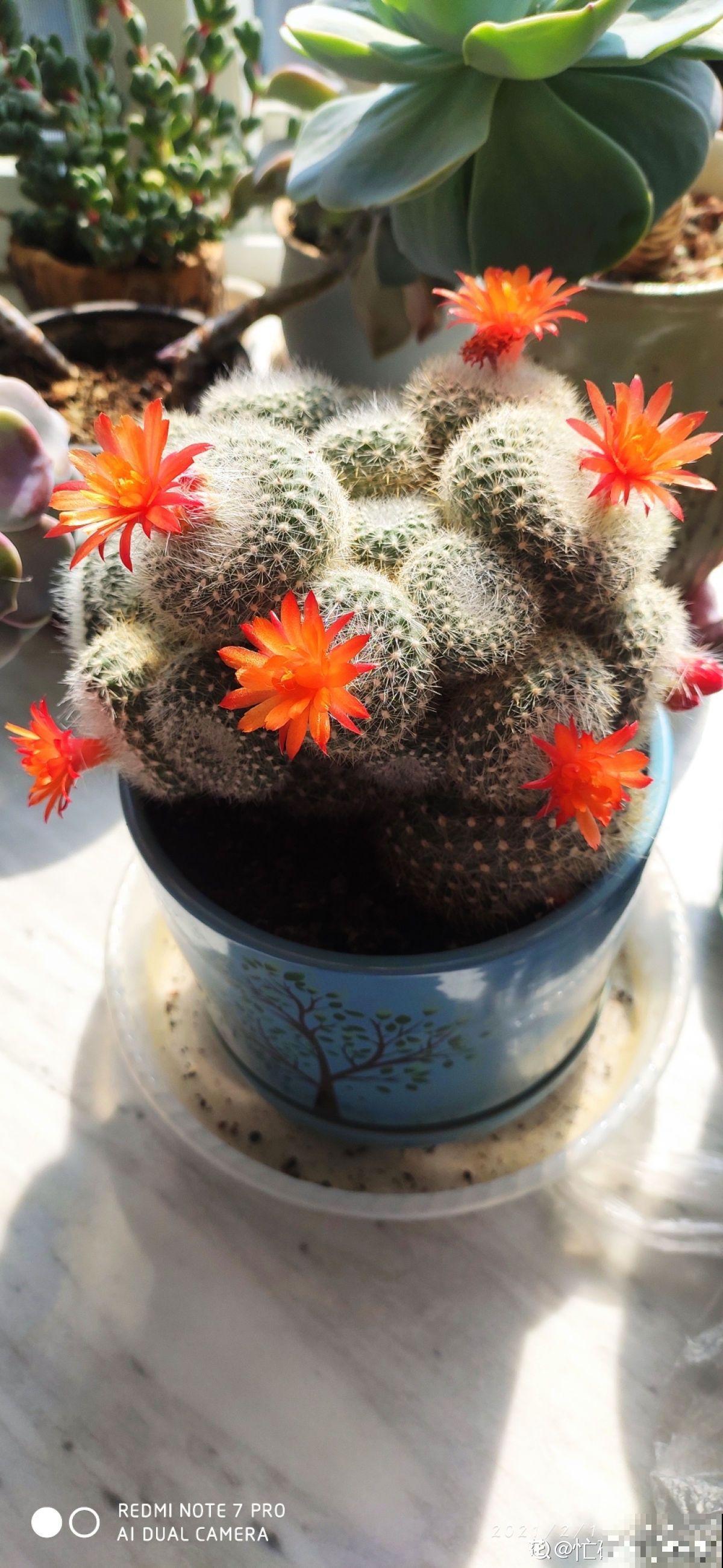 4种花太能“生小崽”，养1盆等于养10盆，性价比超高