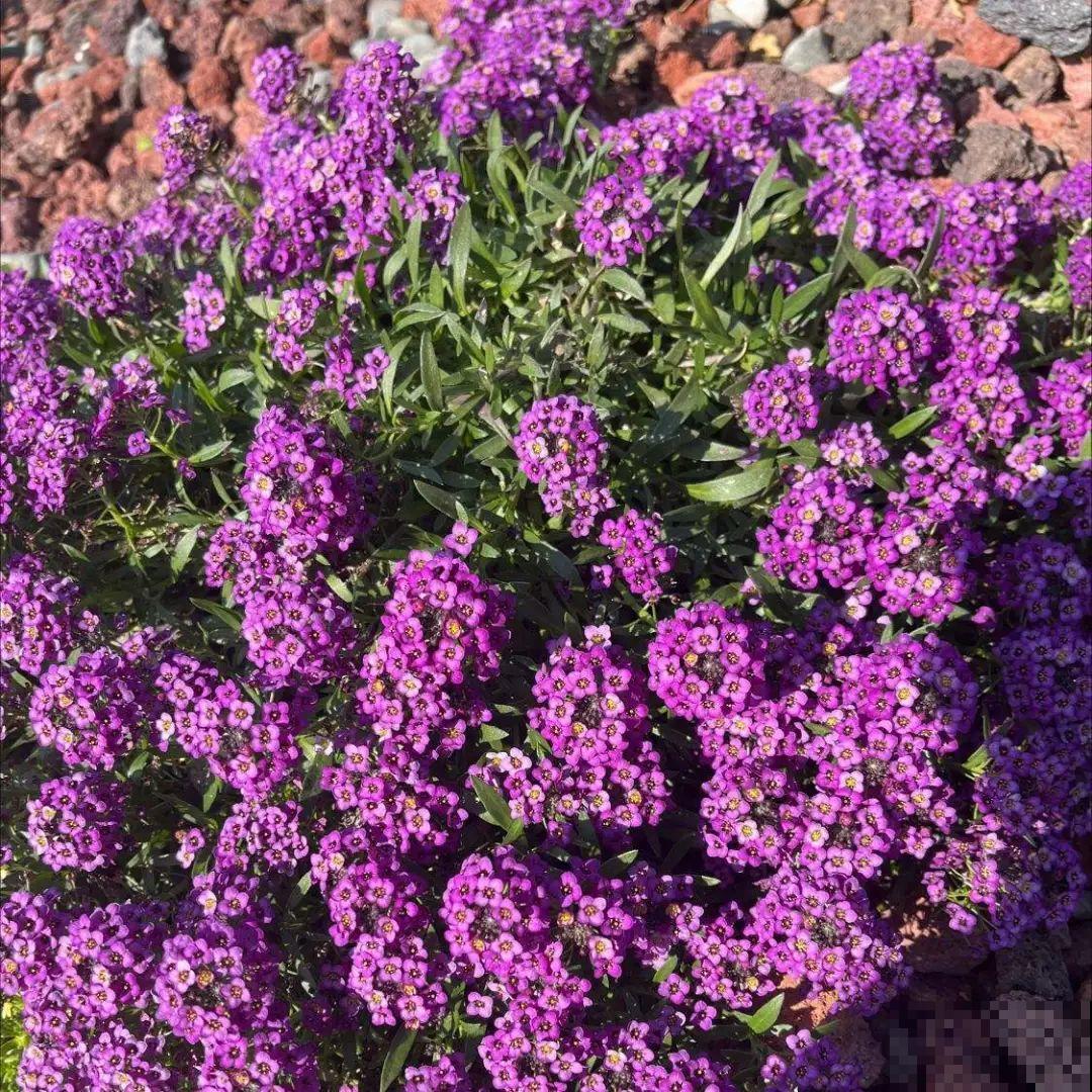 立春了，10种花最先上肥料，今年呼呼开到爆