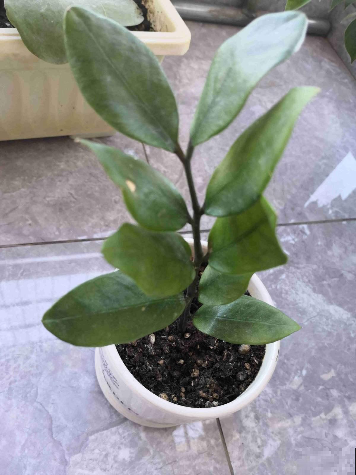 这6种花适合春天扦插，生根快，再晚就来不及了