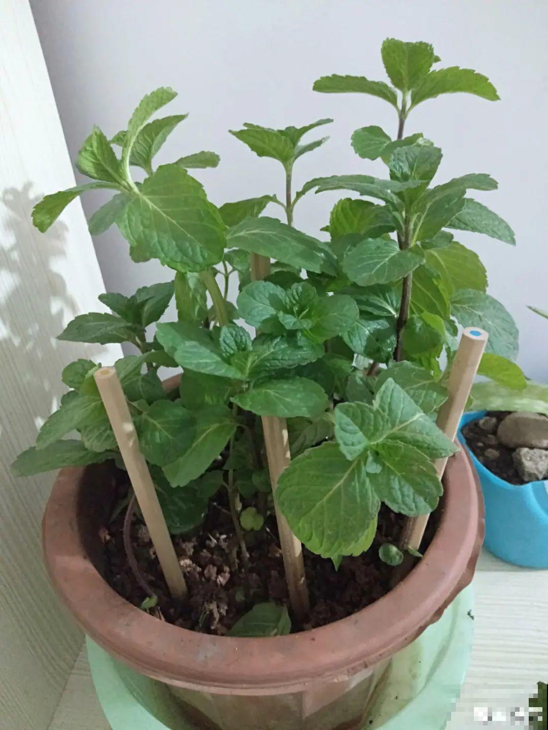家里养盆薄荷，春天进行扦插繁殖，一盆变多盆