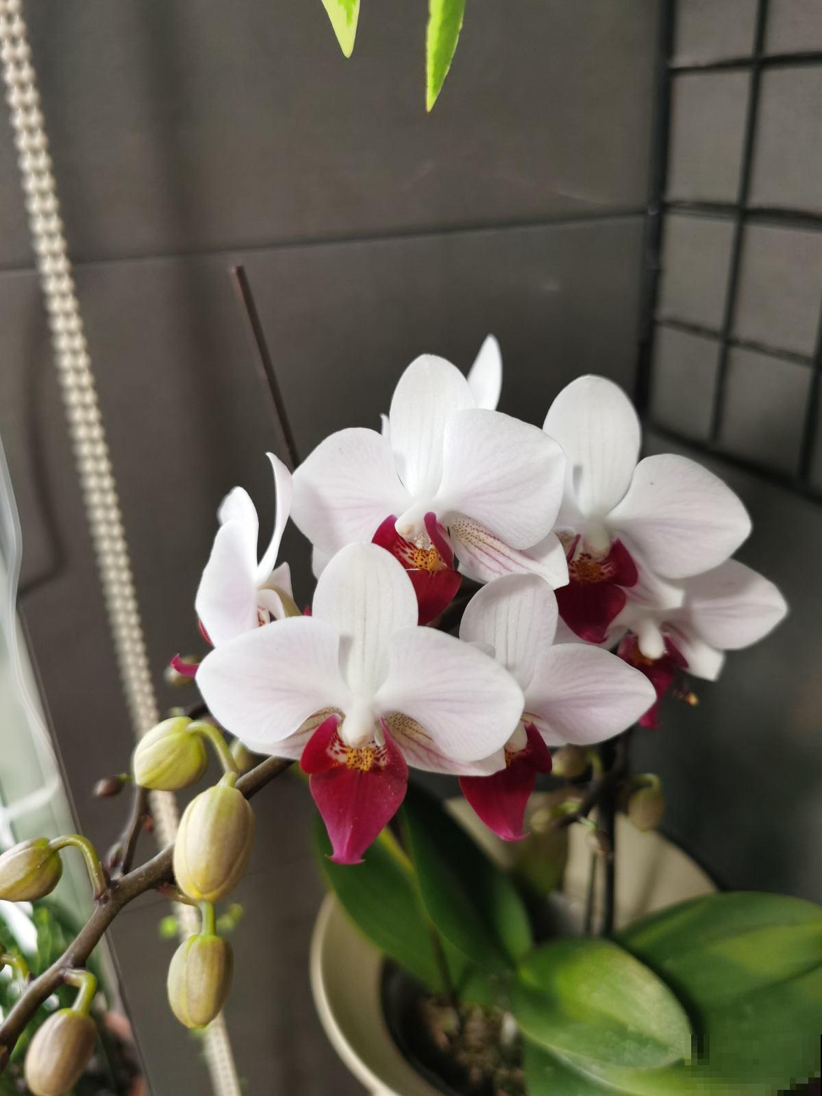 婆媳关系僵硬多年，被一盆花化解，从此关系亲密无间