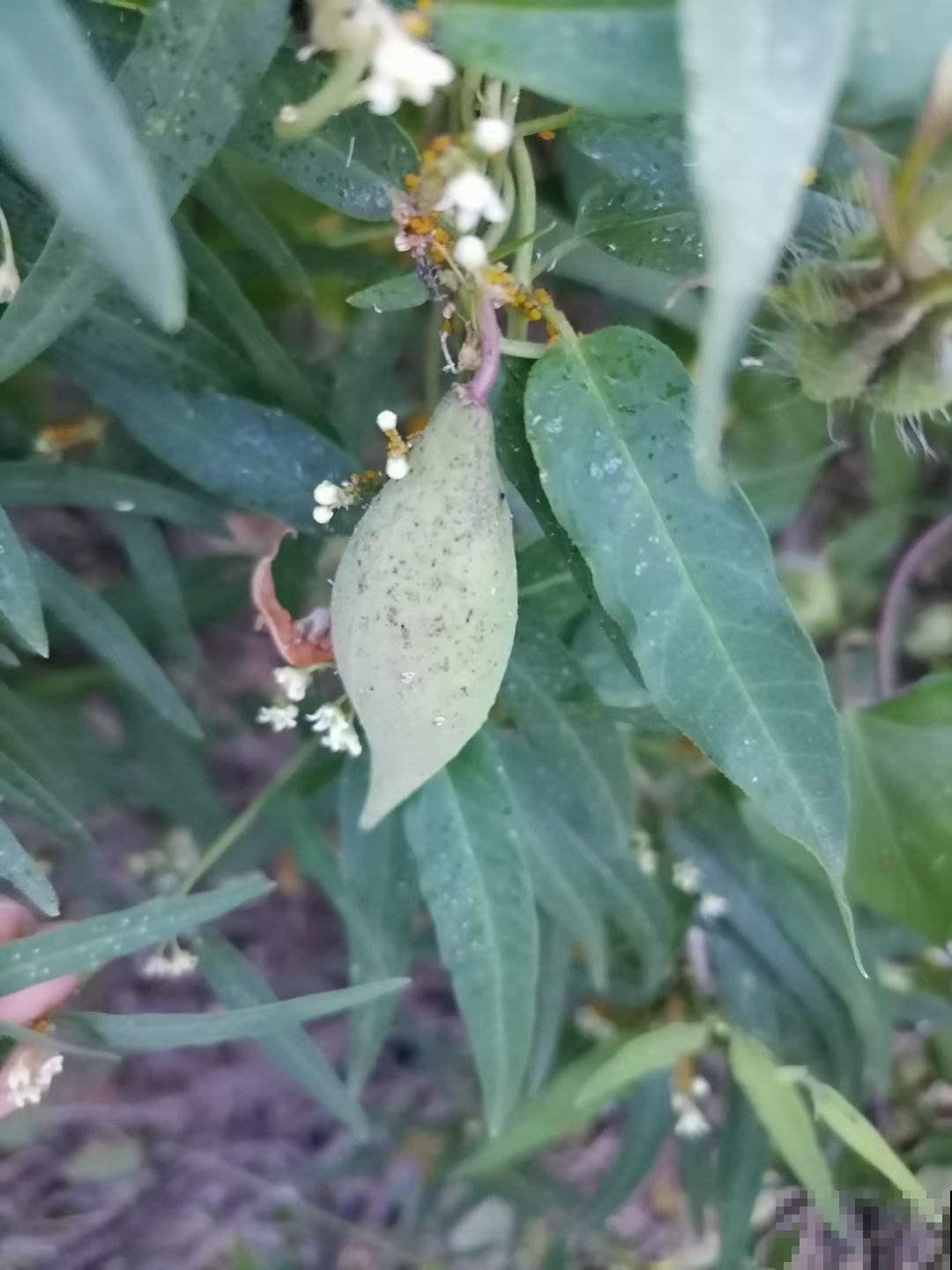 小时候常见的10种野果,9成人叫不全名字,你能叫上几个? 小时候常见的10种野果,9成人叫不全名字,你能叫上几个?