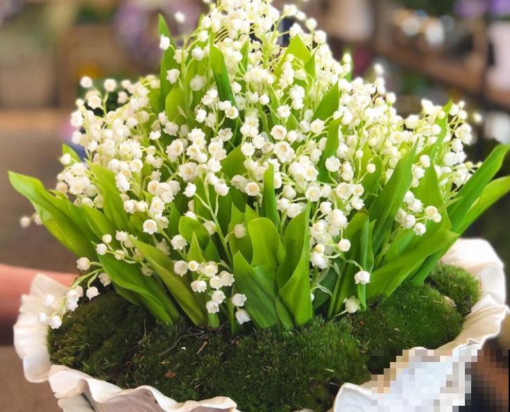 高颜值的铃兰，在家种一盆，遇到休眠期注意这4点