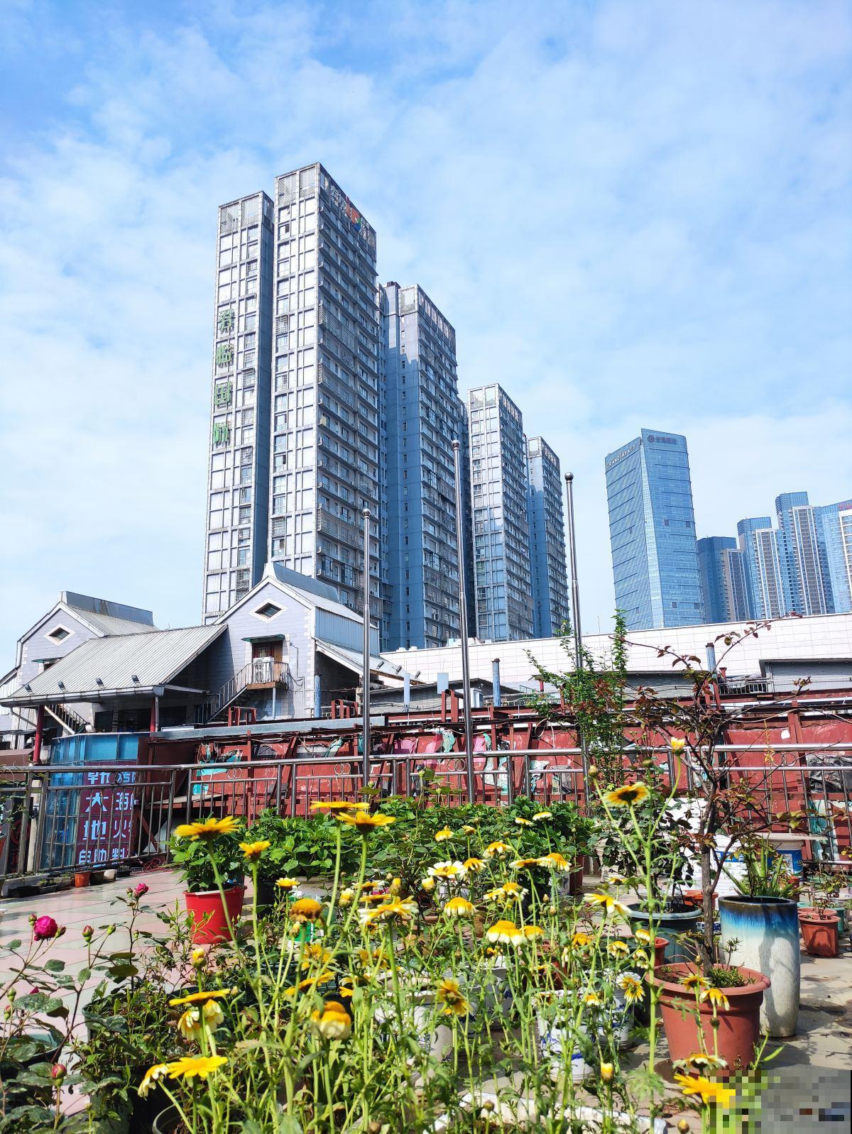 春天吃茼蒿,被称作“皇帝菜”,营养价值位列前茅 春天吃茼蒿,被称作“皇帝菜”,营养价值位列前茅