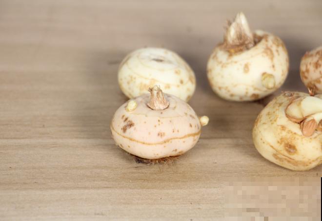 藏红花球茎栽培简单，记住这4步，轻松养殖