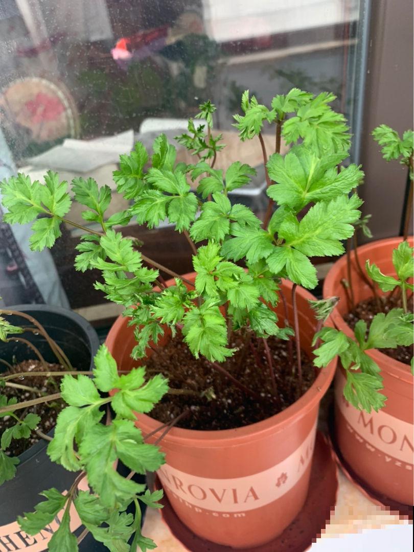 菜市场大妈最爱3种“剩菜根”，捡回家自己种，省钱又实用