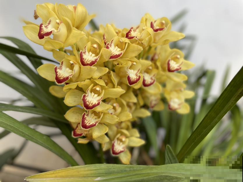 年前花市真热闹，6种花再不买，一个月后就涨价