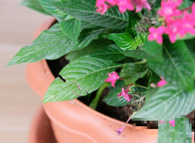 家里养盆五星花，这5点要知道，注意好开花旺盛