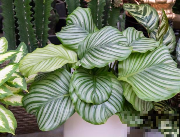 耐阴花就选竹芋，北阳台也能养，叶子美得像油画