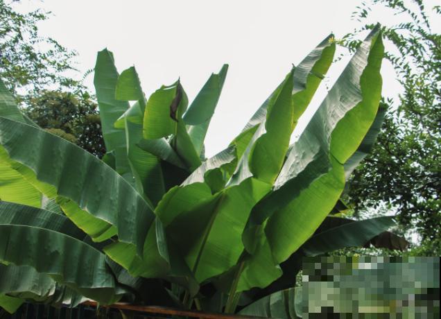 家里也能养的香蕉树，叶子油绿株型壮，一年四季绿油油