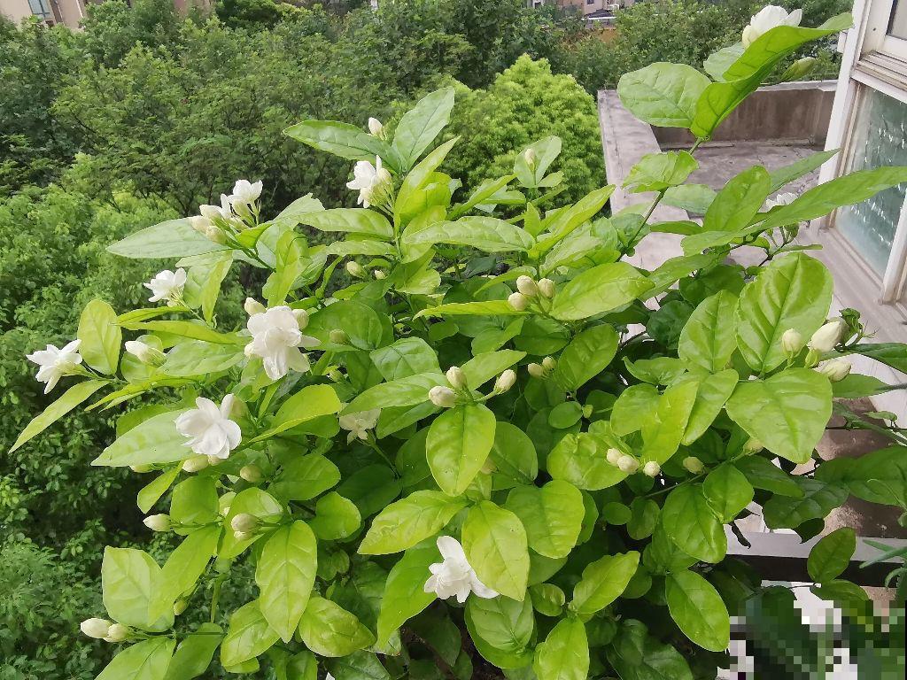 7种花,女人最爱,看到就走不动路,爱不释手 7种花,女人最爱,看到就走不动路,爱不释手
