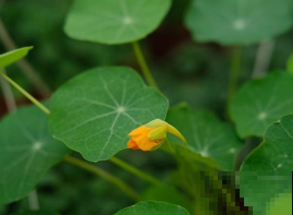 旱金莲种植以后，注意这3点，花期从六月到十月