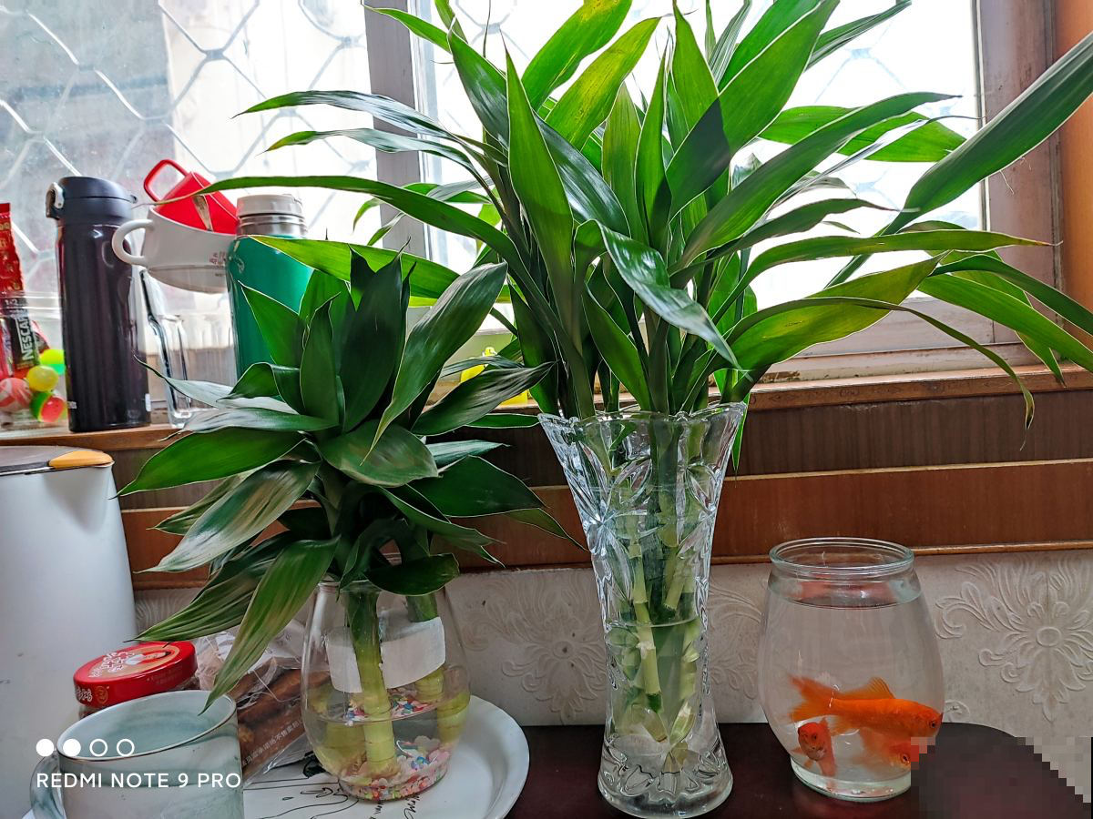 10种耐阴植物,北阳台养更好,小众又有高级感 10种耐阴植物,北阳台养更好,小众又有高级感