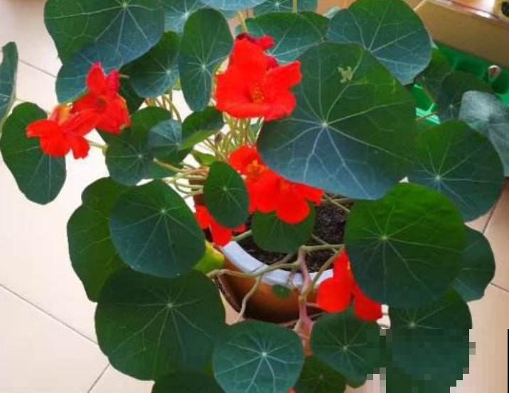 旱金莲黄叶，不要着急，做好这3点轻松解决