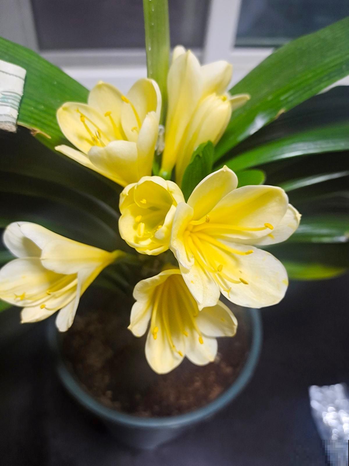 4种花越“肥胖”越好,看着喜庆健康,太“瘦了”像生病 4种花越“肥胖”越好,看着喜庆健康,太“瘦了”像生病