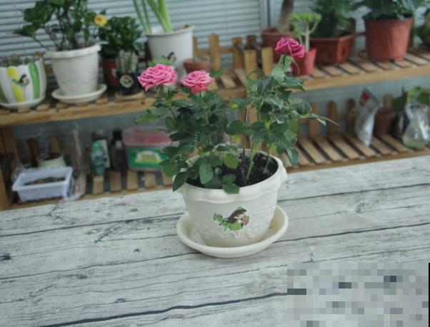 月季花嫩芽尖发黑,主要和这4点有关,及时处理就能拯救 月季花嫩芽尖发黑,主要和这4点有关,及时处理就能拯救