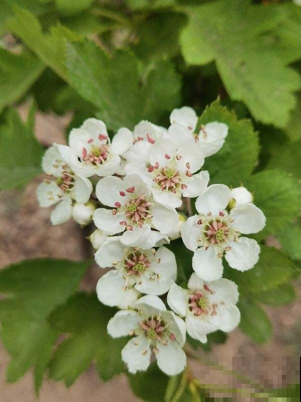 果树招财又吉祥，家里养一盆，子孙后代都享福