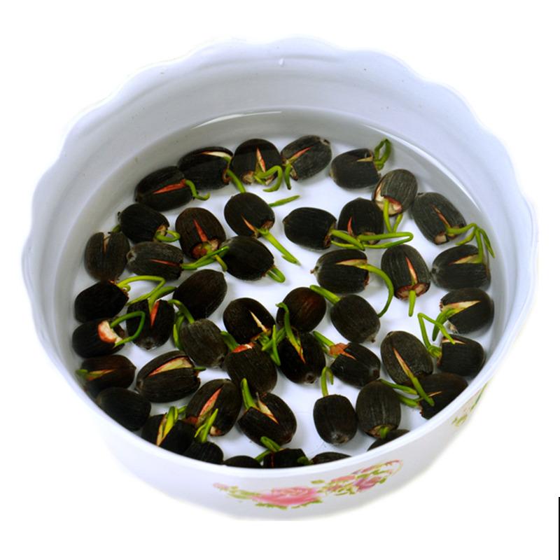 一颗种子泡水里,7天长出小嫩芽,开出碗大的荷花 一颗种子泡水里,7天长出小嫩芽,开出碗大的荷花