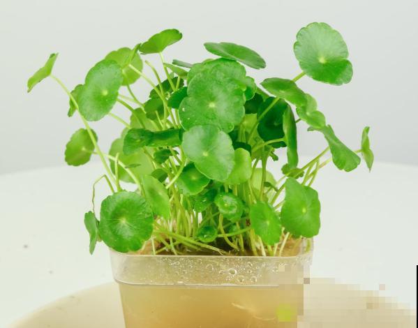 1种草薅一把插水里,3天生根7天长叶,满盆绿油油 1种草薅一把插水里,3天生根7天长叶,满盆绿油油