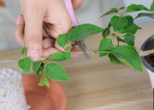 养殖三角梅，要想进行催花，这4点要知道