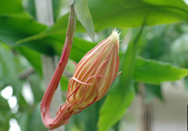 昙花长气根不要着急,主要是这2个原因,及时解决还有救 昙花长气根不要着急,主要是这2个原因,及时解决还有救