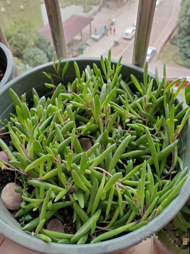 冬天扦插3种花，比暖和时更容易生根，两个月就能开花