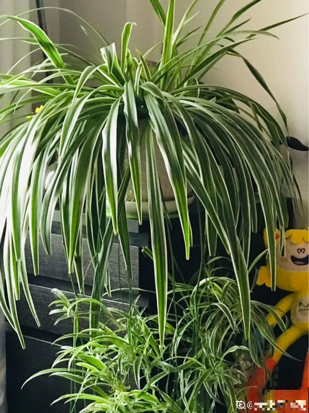 客厅养花别乱摆，选对位置，财运滚滚来！